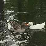 Hébergement de vacances Le Rucher *