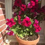 Le Rucher Hébergement de vacances