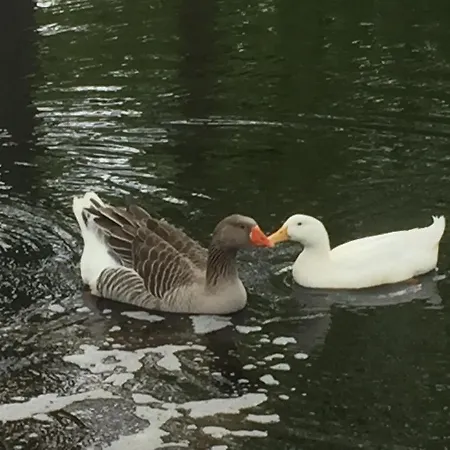 بيت للعطل Le Rucher *