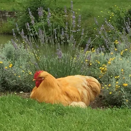 بيت للعطل Le Rucher