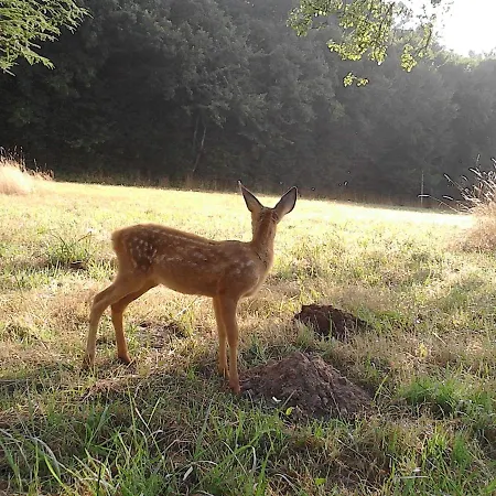 بيت للعطل Le Rucher Bois-Normand-près-Lyre